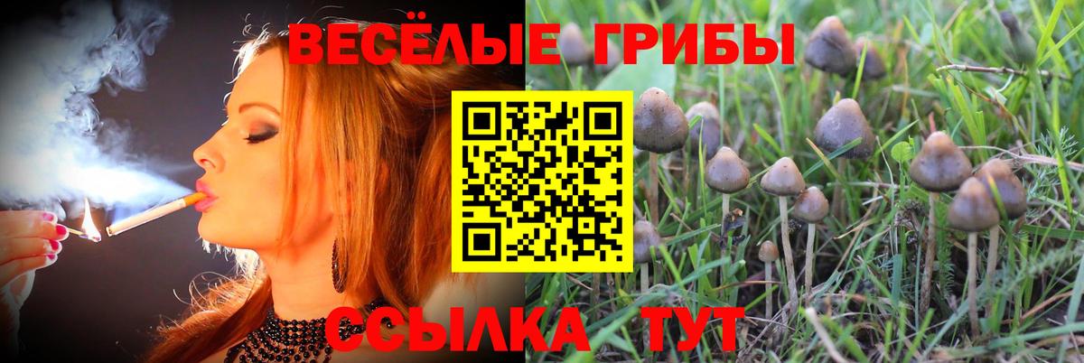 Кировск  Псилоцибиновые грибы мицелий  Вход с VPN 